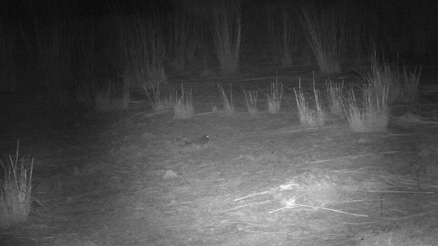 An infra-red photo of a night bush landscape with a bird on the ground.