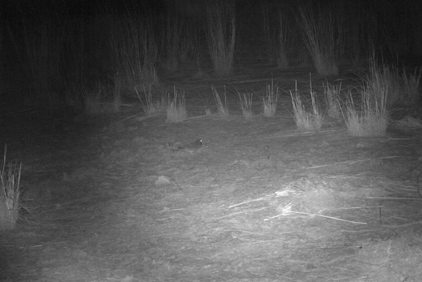 An infra-red photo of a night bush landscape with a bird on the ground.