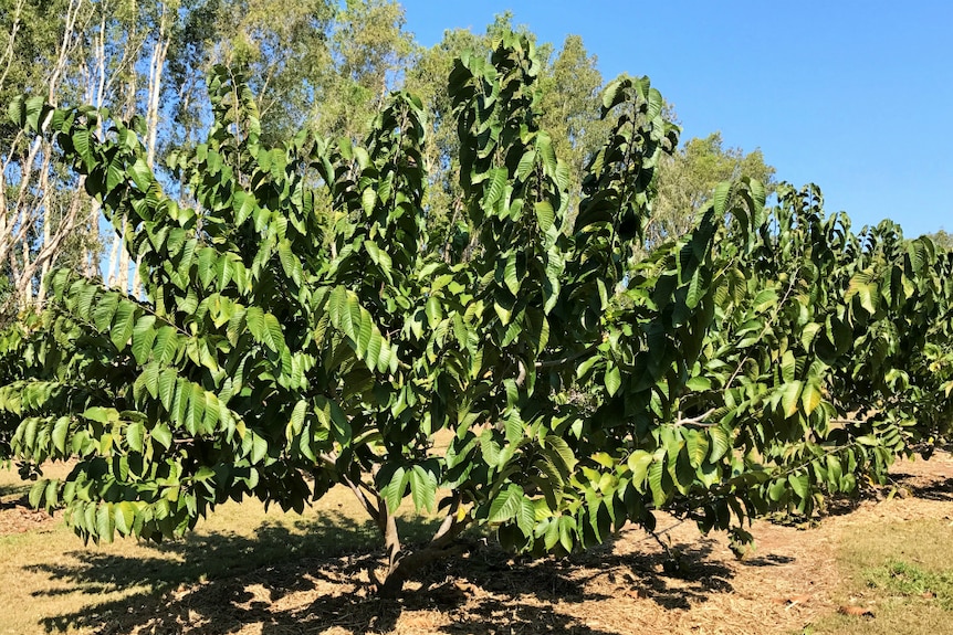 Trees in the orchard.