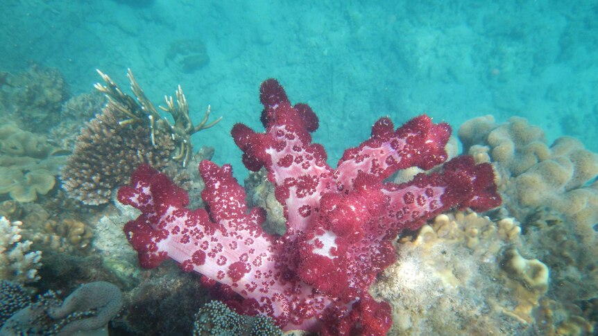A red soft coral underwater.