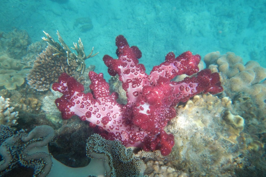 A red soft coral underwater.