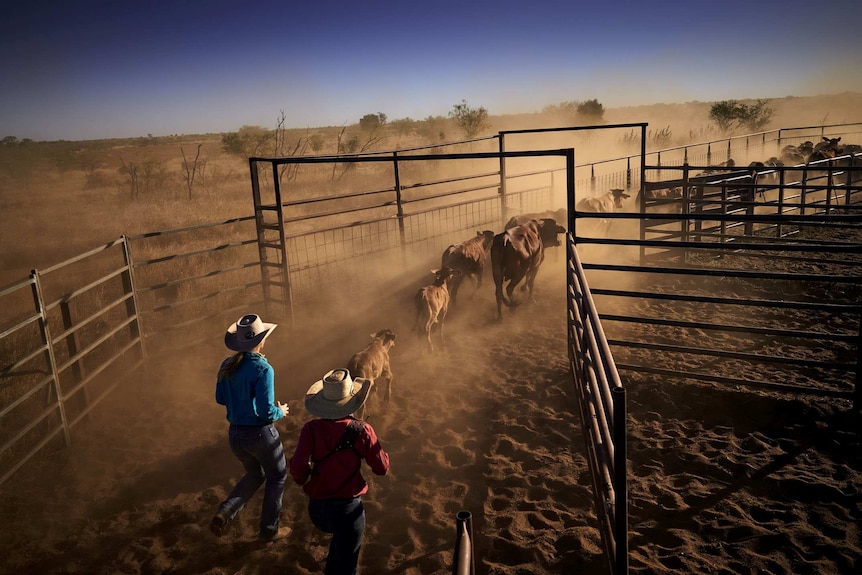 Stephanie Coombes and Gemma Somerset chase a group of cattle through a yard