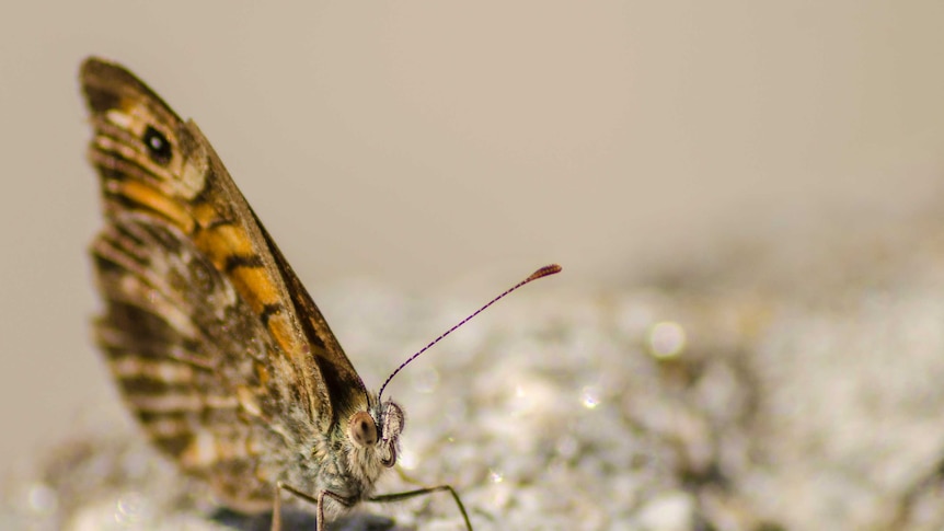 A close up of the antennae of a butterfly