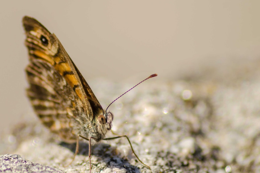 A close up of the antennae of a butterfly