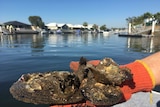 Sydney rocks oysters, hairy mussels and leaf oysters are growing together in gardens off pontoons on Queensland's Bribie Island