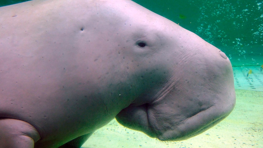 A close up of the side profile of a dugong's head. 