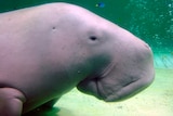 A close up of the side profile of a dugong's head. 