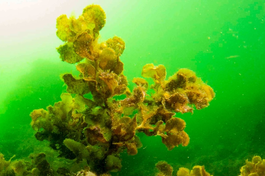 Algae growing on reef.