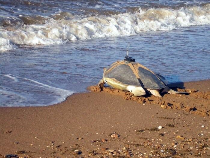 Turtle going back into the ocean after being tagged and features in a turtle documentary by Dof Dickinson