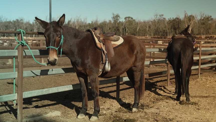 Photo of two mules standing next to each other.