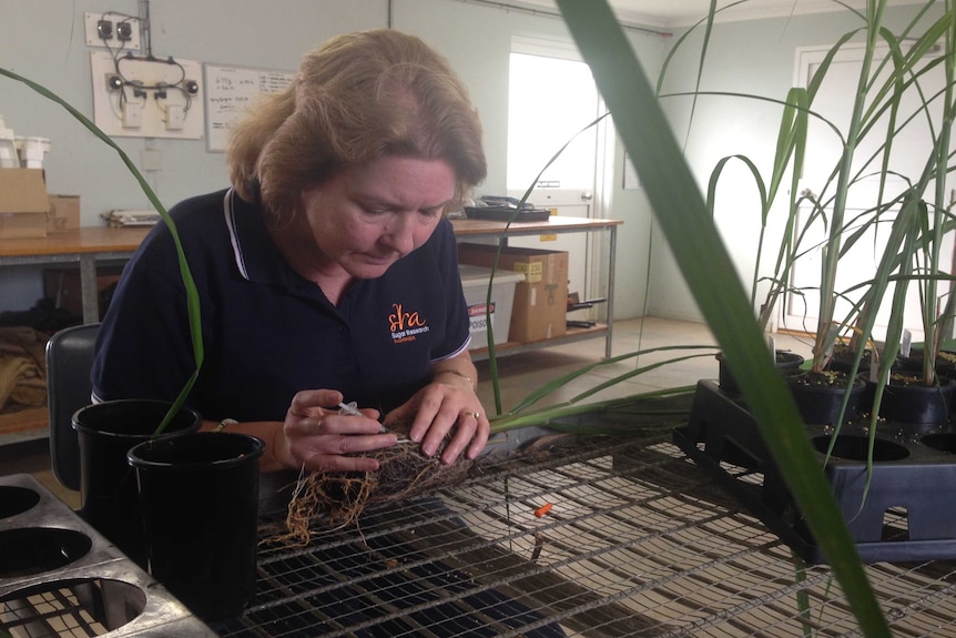 Kathy Braithwaite inoculating cane plants