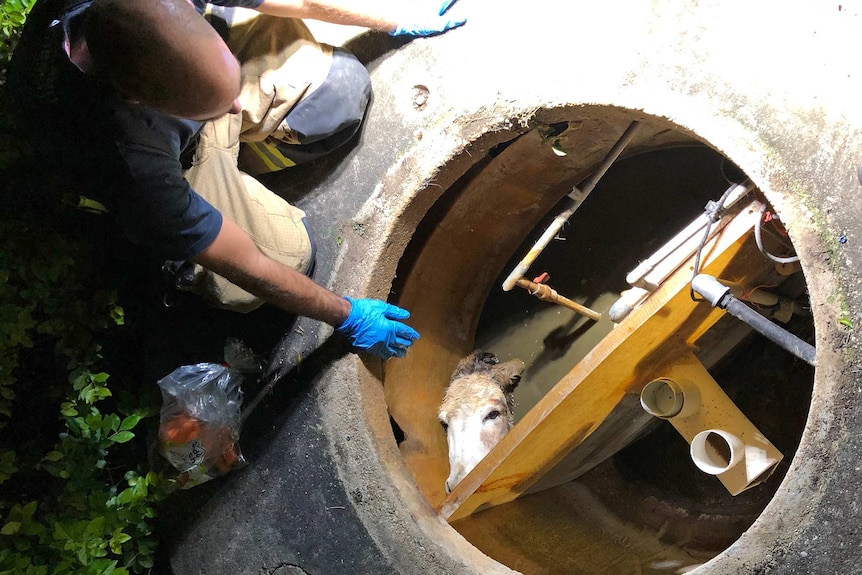 A donkey peers out of a septic tank as fire crews mount a rescue.