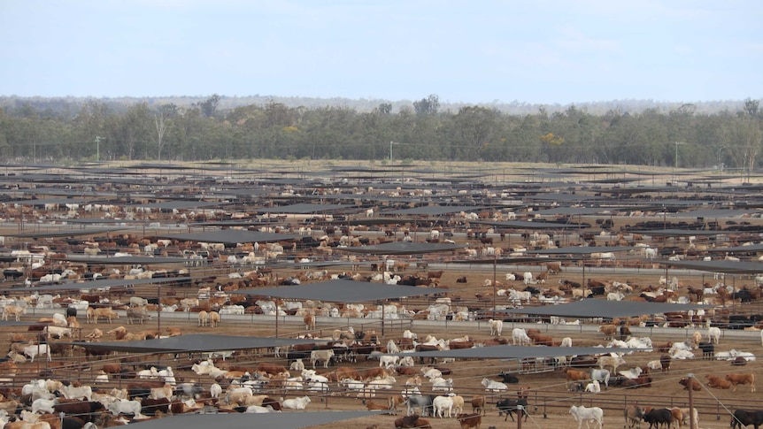 An aerial view of an intensive cattle feedlot