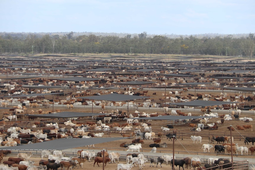 An aerial view of an intensive cattle feedlot