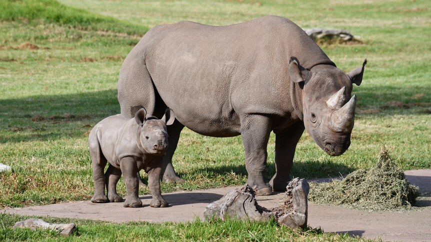Critically endangered black rhinoceros calf makes public debut at Dubbo's  Western Plains Zoo - ABC News