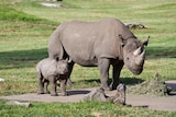 A mother and child black rhino at Dubbos Western Plains Zoo.