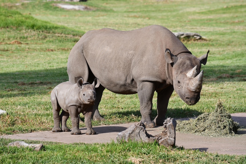 A mother and child black rhino at Dubbos Western Plains Zoo.