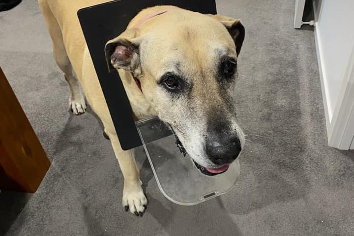 a large dog has its head stuck through a cat door