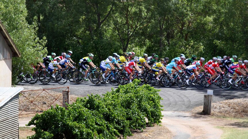 The peloton travel through Seppeltsfield during stage one of the Tour Down Under.