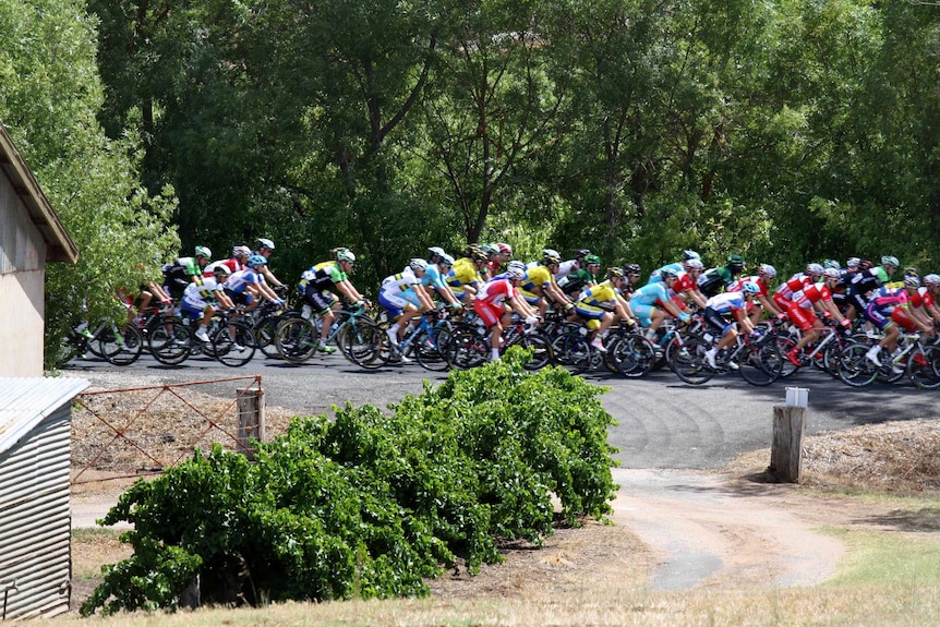 The peloton travel through Seppeltsfield during stage one of the Tour Down Under.