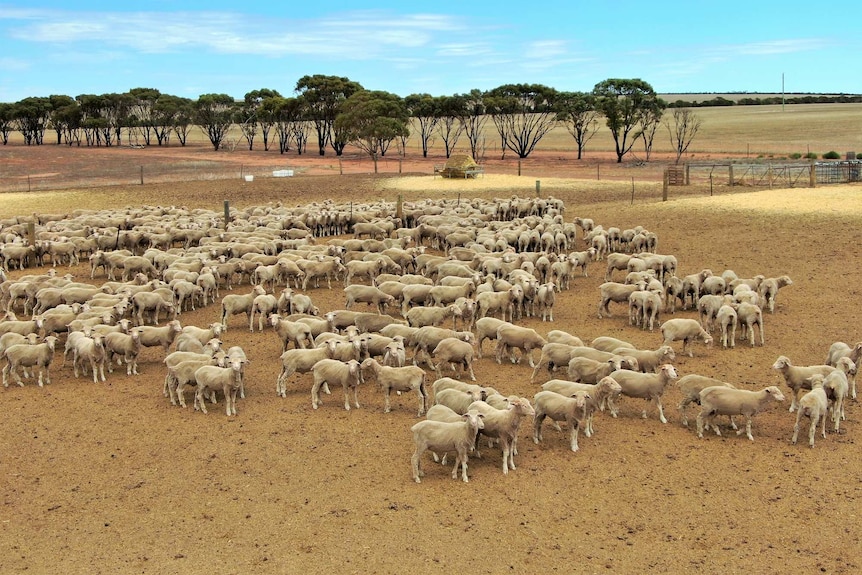 Birds-eye view of a flock of sheep in a dry brown paddock.