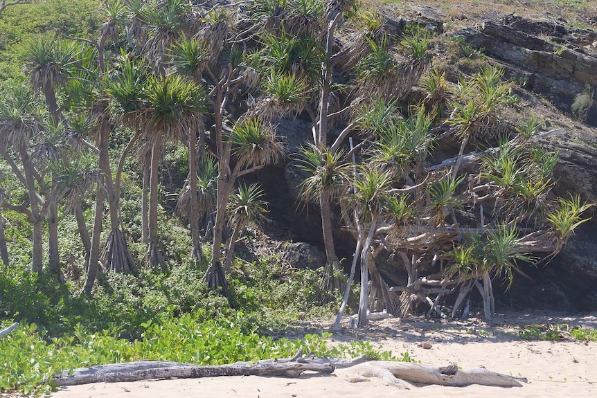 A grove of sick-looking pandanus on a beach