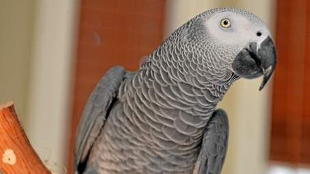 African grey parrot Nigel