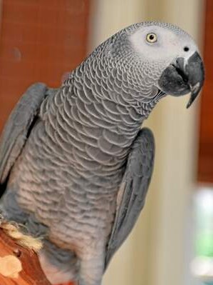 African grey parrot Nigel