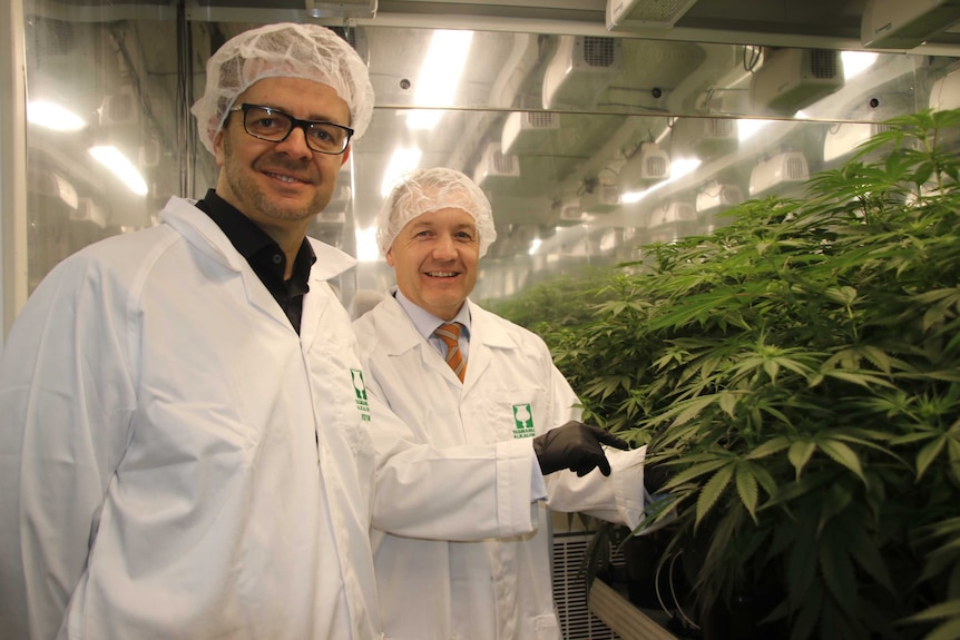 Two men in white lab gowns in front of green cannabis plants