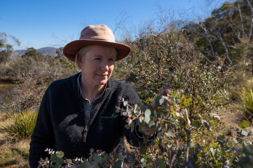 A woman looking at leaves of a small gum tree.