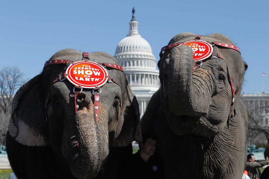 Elephants from Ringling circus in Washington DC