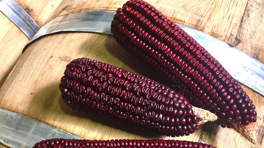 Red heirloom corn cobs on wooden barrels