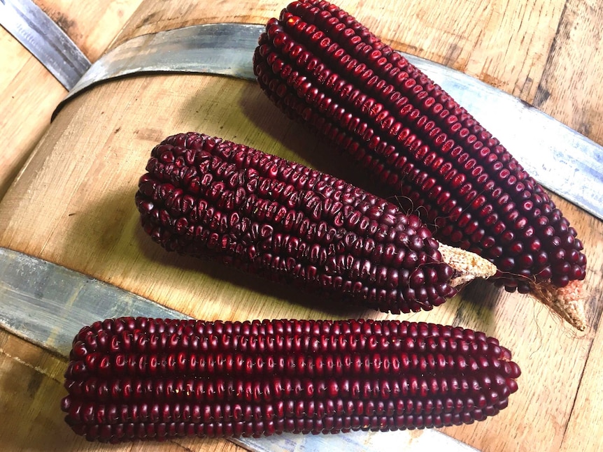 Red heirloom corn cobs on wooden barrels