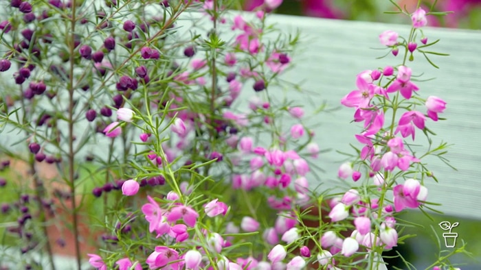 Plants with small pink and maroon flowers on them