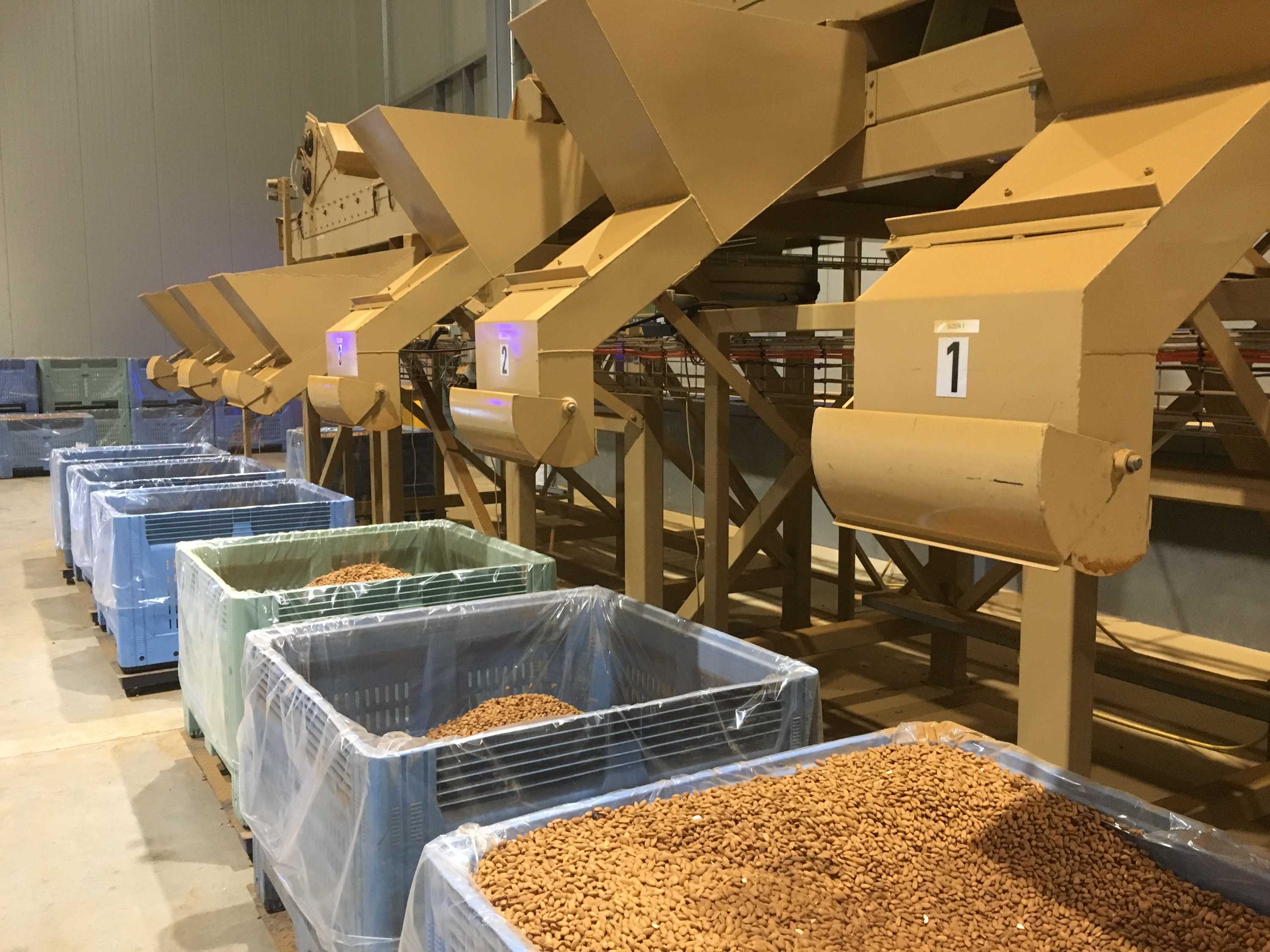 Almond plantings tipped to double in the Riverina within five years