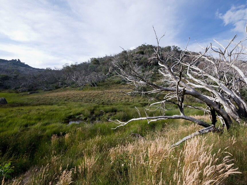 Mount Buffalo