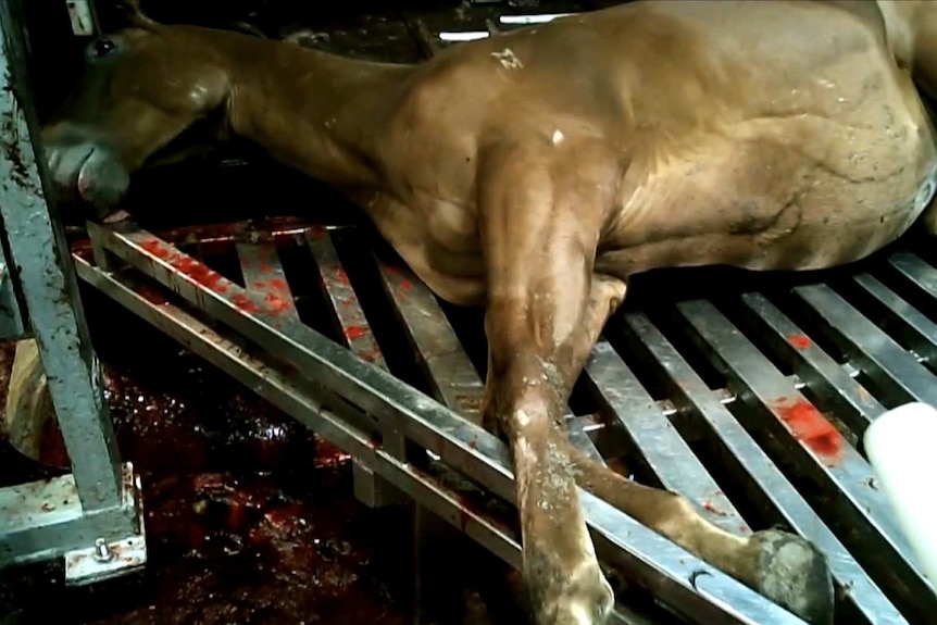 A slaughtered horse lies on a blood splattered grate at Meramist Abattoir