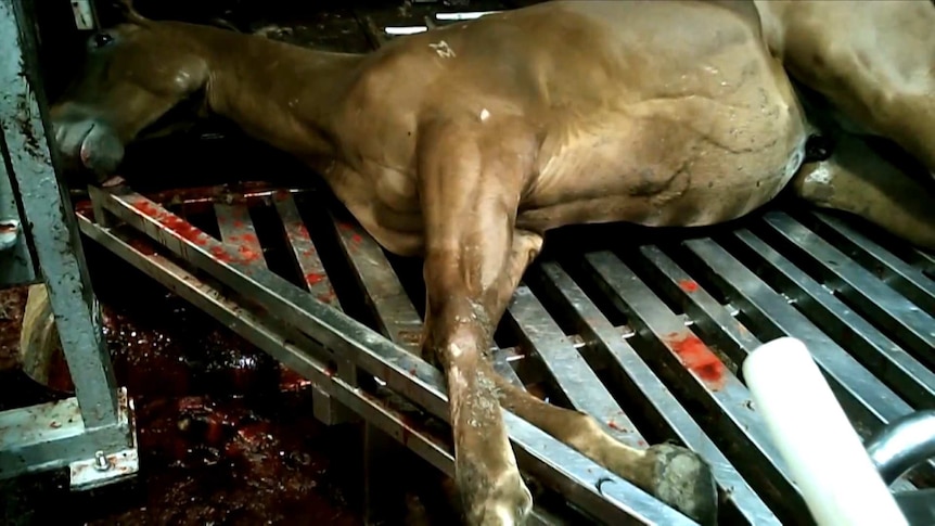 A slaughtered horse lies on a blood splattered grate at Meramist Abattoir