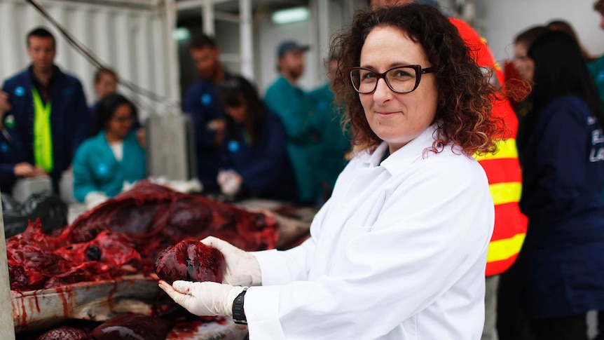 Dr Karen Evans holds a dolphin's heart.