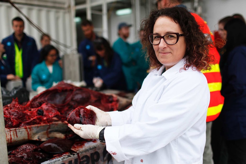 Dr Karen Evans holds a dolphin's heart.