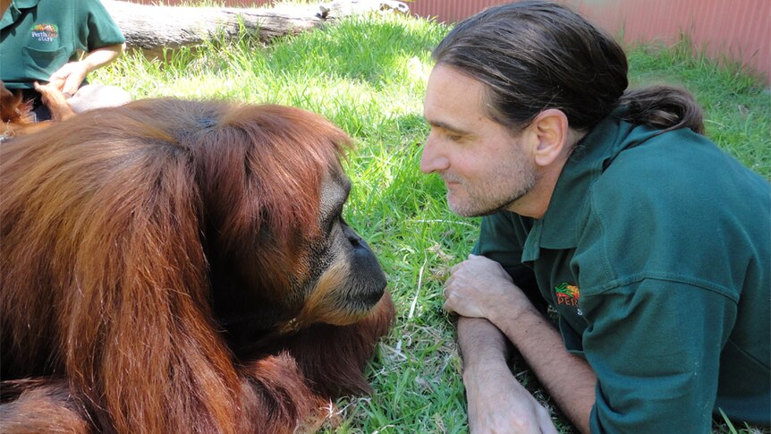 Primatologist Leif Cocks with one of his orangutan charges.