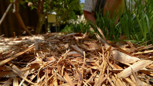 Closeup shot of bark mulch in a garden bed