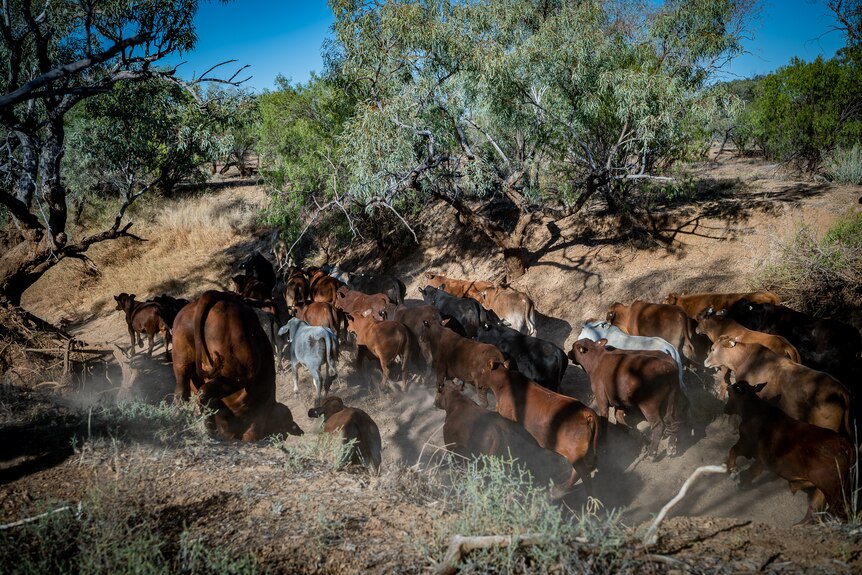 A mob of brown cattle are moving through a gully, surrounded by shrubs and green trees.
