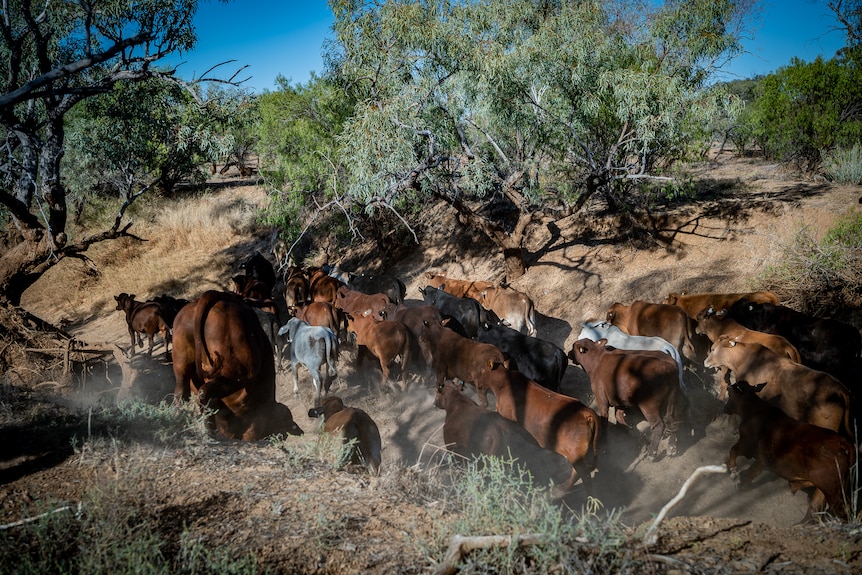 A mob of brown cattle are moving through a gully, surrounded by shrubs and green trees.