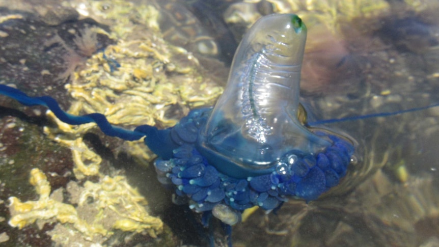 A bluebottle jellyfish in waters at Point Cooke Marine Sanctuary in Victoria.