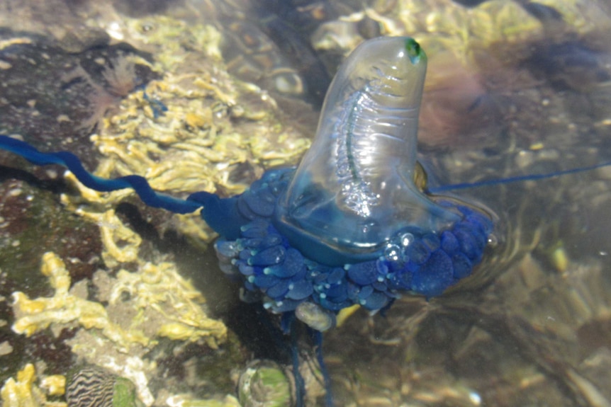A bluebottle jellyfish in waters at Point Cooke Marine Sanctuary in Victoria.