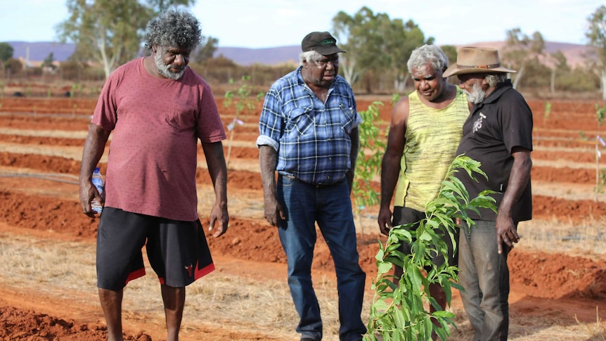 Four Aboriginal men stand talking on the red dirt near a green sapling.