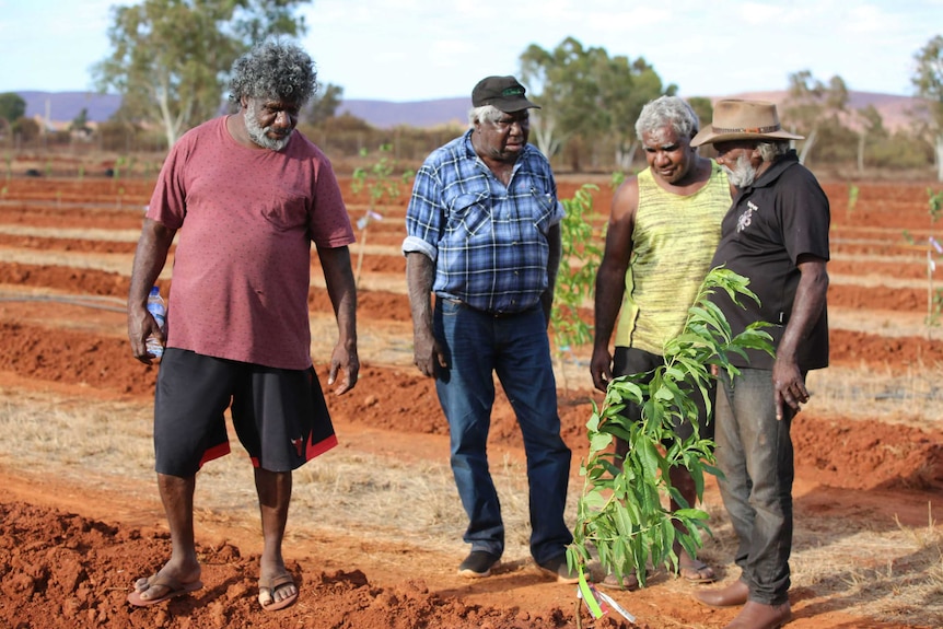 Four Aboriginal men stand talking on the red dirt near a green sapling.