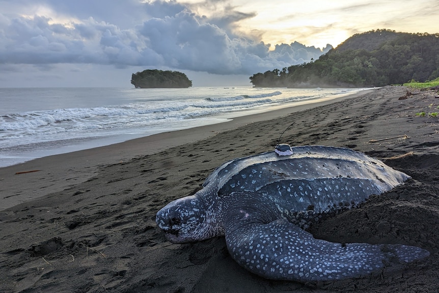 Leatherback turtle on the beach with  a satellite tracker on back on a beach  