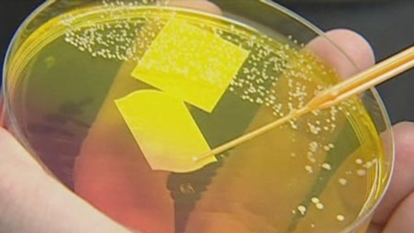 Scientists warn of golden staph epidemic